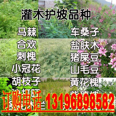 护坡灌木刺槐种子狗尾草