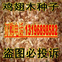 进口鸡翅木种子 杞梓木种子 海南文木种子红豆木相思木种子