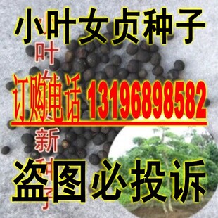 小叶女贞种子冬青 白蜡 楝青 小叶水蜡树种子 金叶 红叶 红果女贞