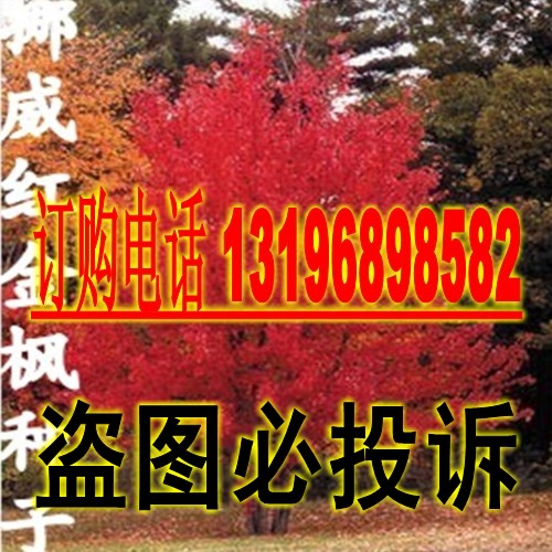 进口挪威园林绿化种子图片
