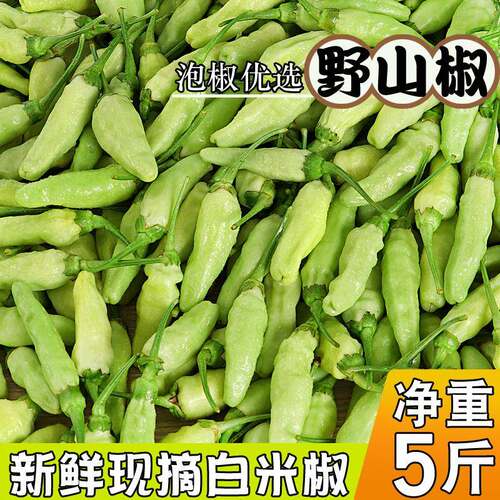 广西新鲜野山椒 白米椒特辣泡椒辣海椒产地直发小米椒新鲜白辣椒