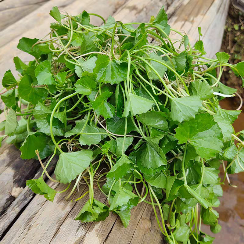 广西雷公根新鲜积雪草