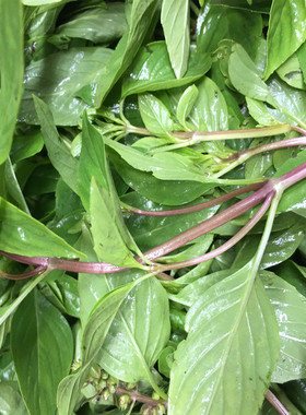 冬阴功汤料Tomyumgoong新鲜罗勒叶九层塔basil西餐香料金不换红