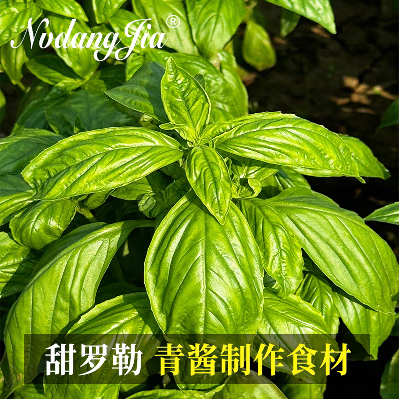 罗勒叶新鲜食用青酱制作甜罗勒西餐食材盘装饰大叶甜罗勒叶包邮