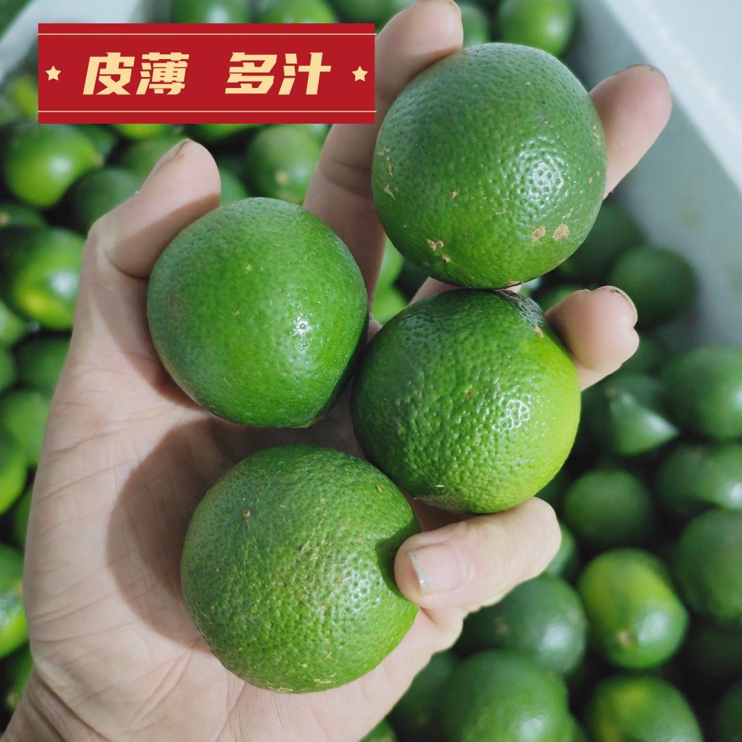 热卖新鲜青柠檬越南品种青柠檬水薄多汁冬阴功酸柑500克 小柠檬
