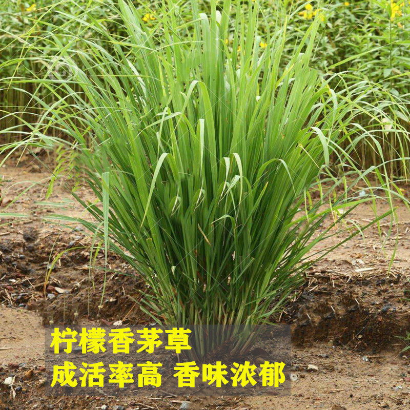 香茅草苗带根香茅苗盆栽泰国菜柠檬草盆栽香味浓郁驱蚊可食用泡茶