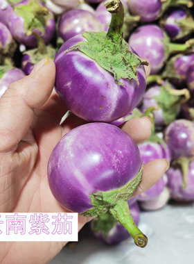 泰国生吃小圆茄子泰式冬阴功西双版纳傣家野茄咖喱茄迷你紫色青色