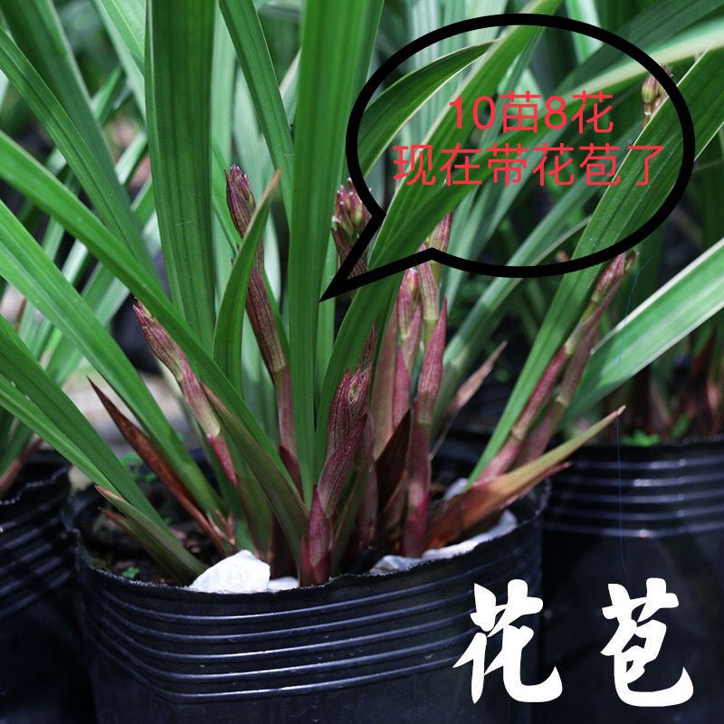 【黄金彩虹10苗不带花苞】原盆