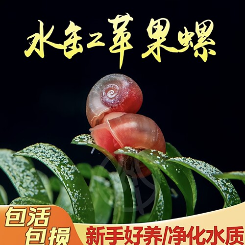 全红苹果螺工具螺可繁殖观赏螺