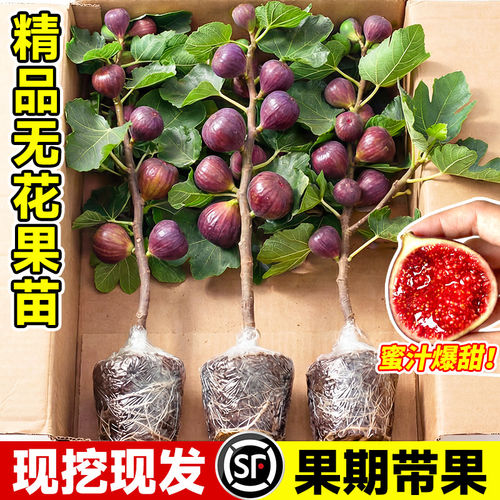 【包对版】特大超甜无花果树果苗