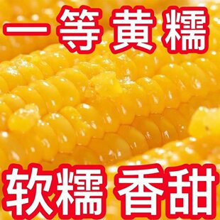 粘掉牙黄玉米种子香甜粘糯软糯黄玉米种籽四季播种高产大田种孑籽