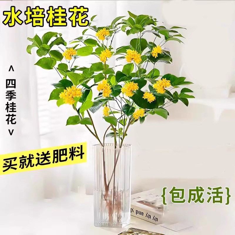 水培桂花树苗盆栽浓香型花卉四季水培绿植室内办公室桌面带花植物
