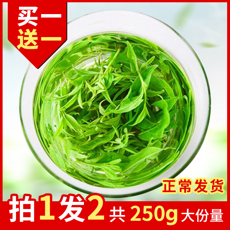 2025新茶小叶苦丁茶青山绿水野生