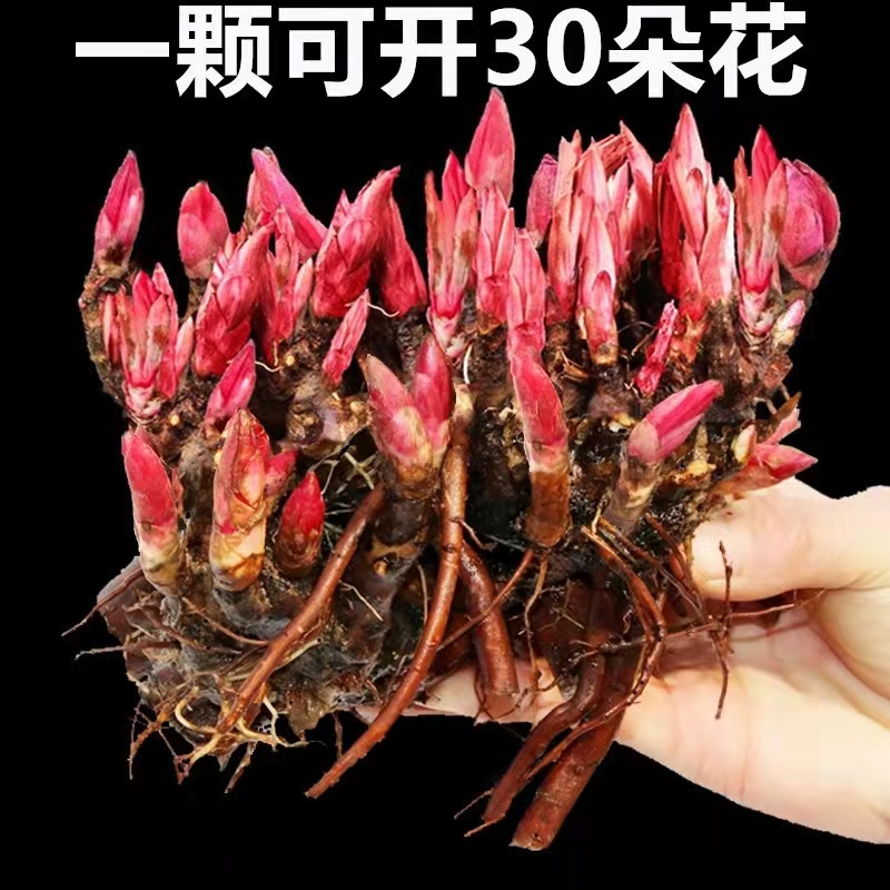 芍药花苗重瓣带芽大根块四季开花多年生室内庭院绿植观花盆栽耐寒 恒恒花卉绿植园艺 淘优券