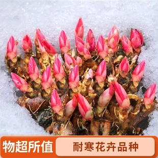 芍药花苗重瓣当年开花多年生室内庭院绿植观花盆栽耐寒零下三十度