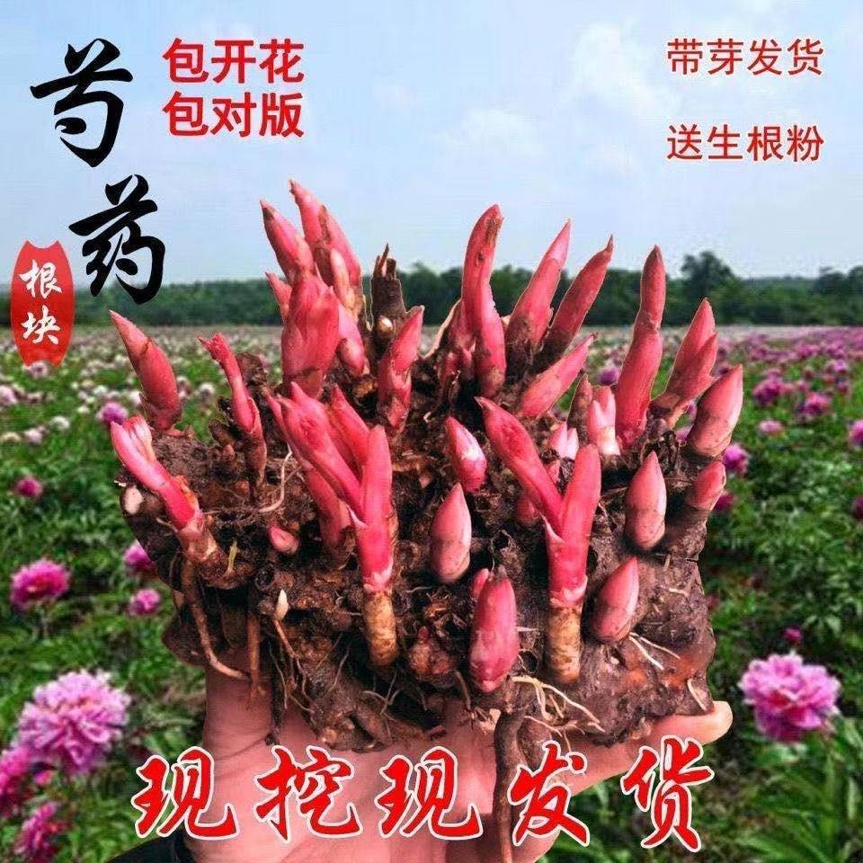 芍药花苗重瓣带芽大根块四季开花多年生阳台庭院浓香观 芍药花苗重瓣带芽大根块四季开花多年生阳台庭院浓香观