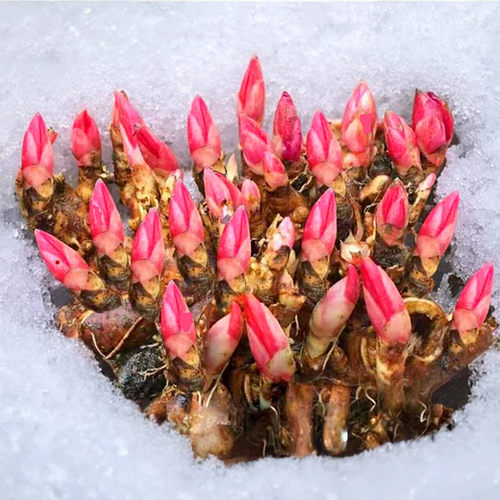 重瓣芍药花苗盆栽带芽根块种球耐寒多年生阳台庭院芍药花种球盆栽