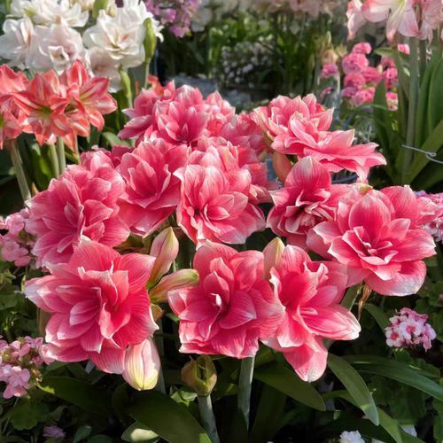 朱顶红当年开花多色花朱顶红种球