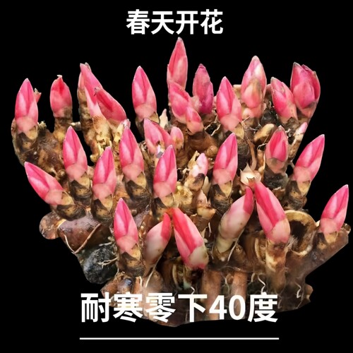 勺药根带芽牡丹花苗零下40度耐寒