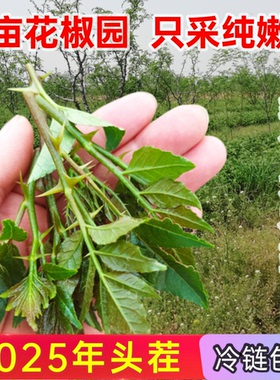 新鲜花椒芽 现摘现发 绿色生态野菜 下饭菜花椒芽花椒叶包邮