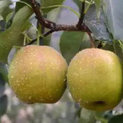 玉露香梨梨子新鲜水果当季整箱应季脆甜多汁雪酥梨包邮