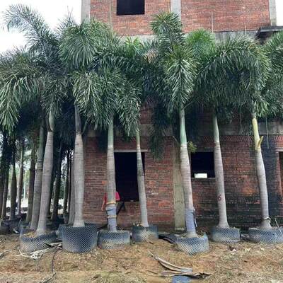 狐尾椰子树苗盆栽绿植棕榈苗耐旱耐寒植物室外盆景常青庭院绿化树