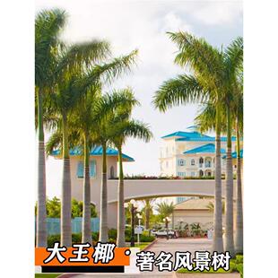 椰子树树苗大王椰子树苗大王棕树苗盆栽常绿庭院别墅风景观赏苗木
