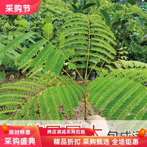 正宗凤凰木树苗小中苗红
