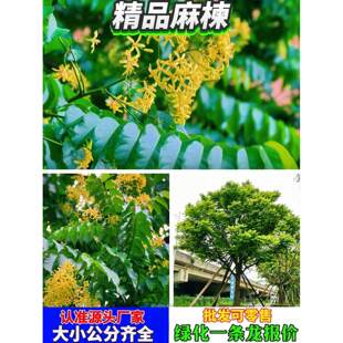 麻楝树苗四季常青种植物户外绿化观叶绿植地栽别墅庭院遮荫风景树