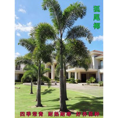 高端庭院景观树狐尾椰子树苗热带植物盆栽大型棕榈科绿化树苗耐寒