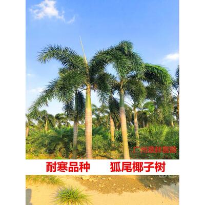 狐尾椰子树苗盆栽绿植棕榈苗耐旱耐寒植物室外盆景常青庭院绿化树