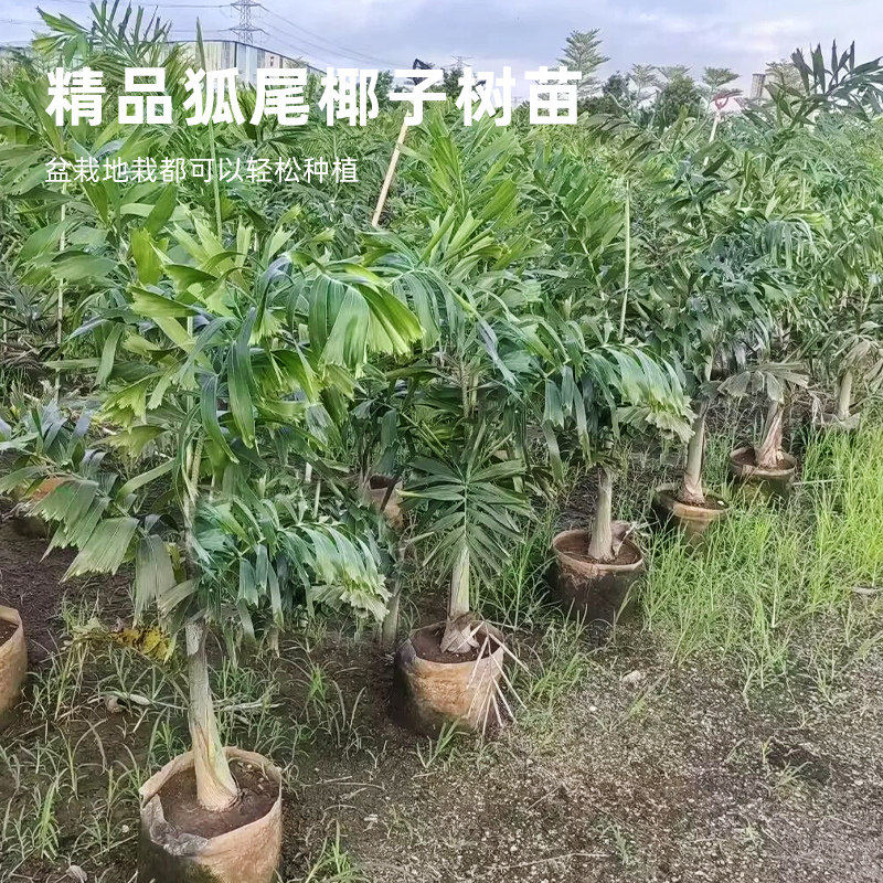澳大利亚狐尾椰子树苗大型盆栽棕榈科观叶植物海南四季绿化风景树