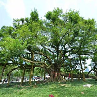 正宗高山榕吸水石树苗大叶榕树苗气生根四季常绿植物庭院富贵榕树