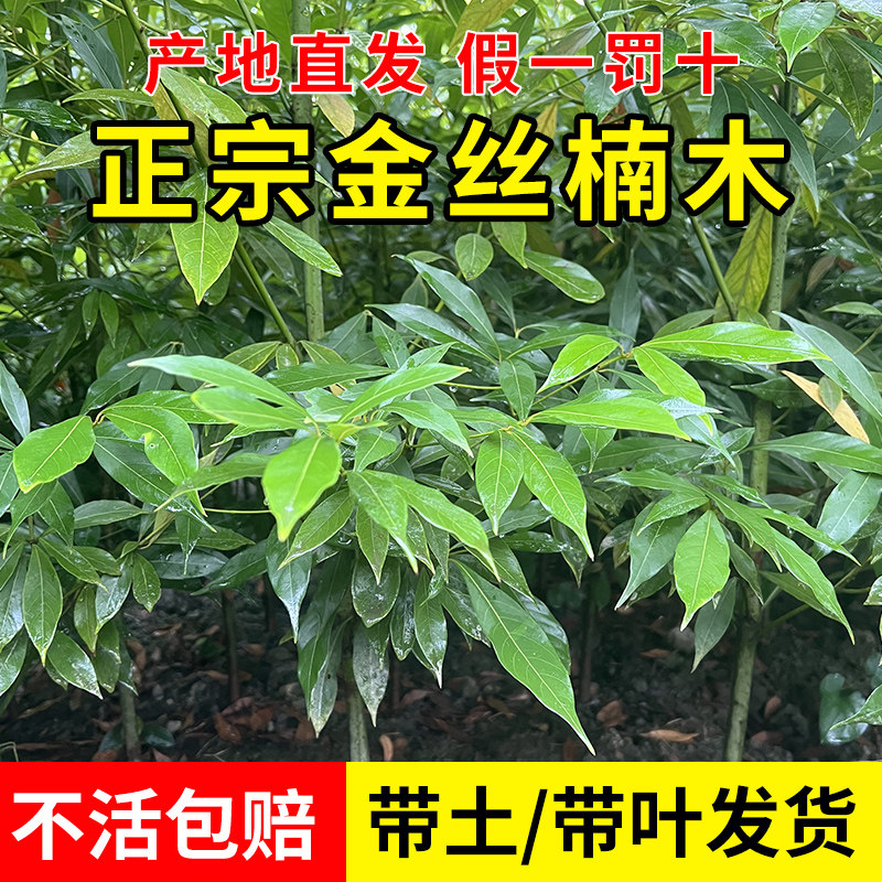 金丝楠木树苗正宗四川小叶桢楠赤楠金丝楠木大树庭院稀有盆栽常青
