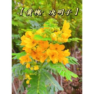 黄槐决明树苗 黄花槐庭院街道绿化苗公园开花风景植物