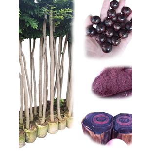 正宗海南黄花梨大红酸枝金丝楠木小叶檀香紫檀树苗白奇楠沉香