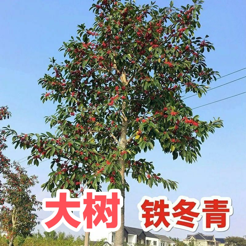 铁冬青大树红果苗万紫千