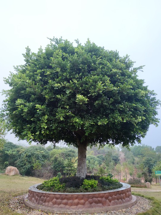 榕树小叶榕苗工程园林独木成林四季常青风景树室内外苗木庭院绿化