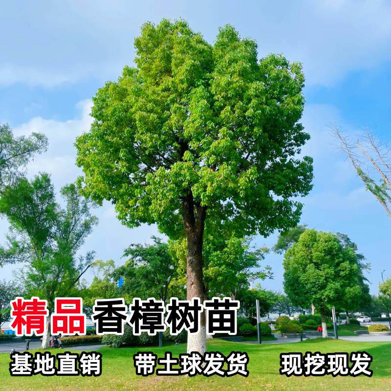 香樟树苗木绿化庭院植物大小叶香樟树四季常青驱蚊植物南北方种植