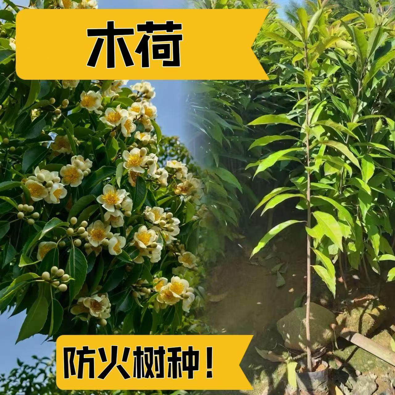 复绿树种木荷树苗荷木苗木艾树绿化造林苗防火树种耐干旱绿化树 - 实物图