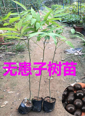 无患子树苗鬼见愁洗手果树盆栽肥皂树圆皂角木患子大树名贵材