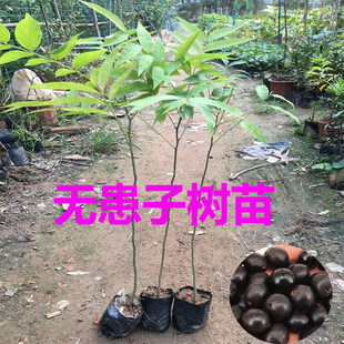 无患子树苗鬼见愁洗手果树盆栽肥皂树圆皂角木患子大树名贵材