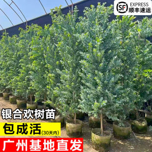 银叶金合欢树苗阳台庭院四季好养绿化银合欢室内客厅观叶绿植盆栽
