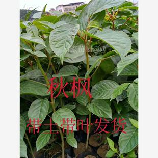 正宗重阳木秋枫树苗过冬梨乌杨苗庭院行道树四季常绿乔木复绿树苗