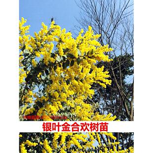 银叶金合欢树苗名贵苗木合欢树苗庭院客厅花卉绿植盆栽观叶风景树
