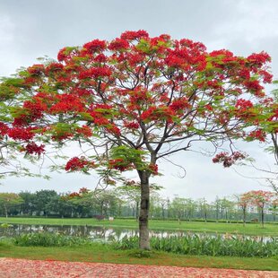 凤凰树凤凰木红花楹门前旺宅树名贵树苗盆栽庭院风景树形庭院大树