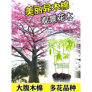 木棉花树苗美丽异木棉苗美人树大腹木棉苗红花木棉英雄树庭院绿化