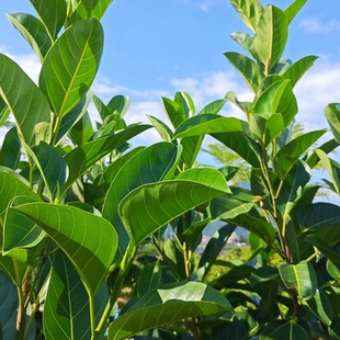 正宗高山榕树苗大叶榕树苗四季长青树庭院盆栽绿化抗污染大遮阳树