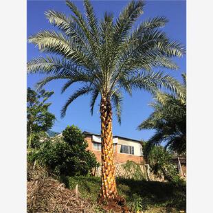 中东海枣树苗 银海枣  林刺葵 棕榈树 绿化行道林木 棕树