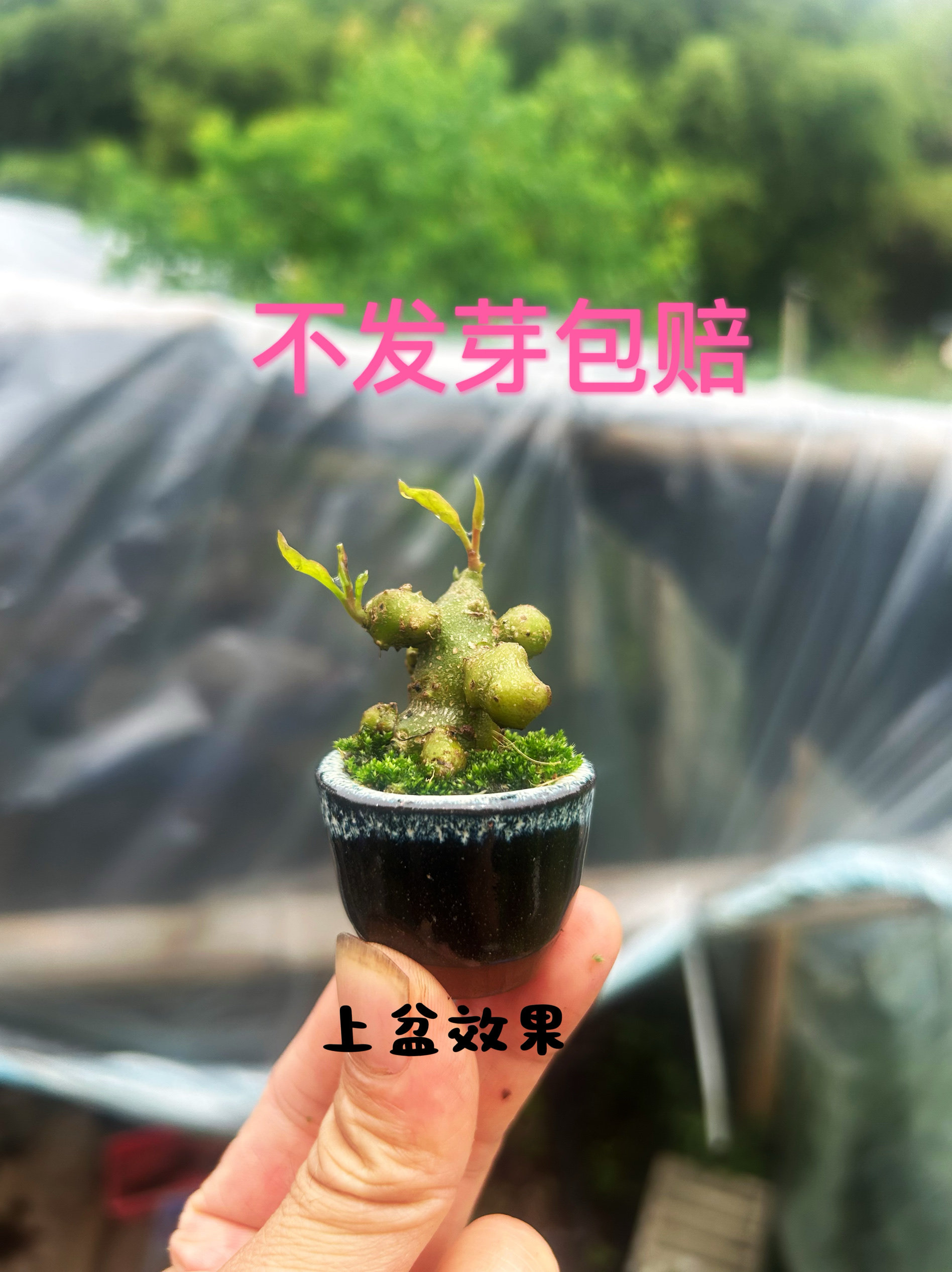 藤三七盆景办公室阳台室内绿植块根爬藤盆栽懒人山野草鱼缸造景新